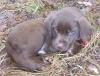 Bildschöne Braune Labrador-Welpen für 550, -- € zu verkaufen 
