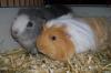 2 liebe Meerschweinchen abzugeben (verkaufen) mit Zubehör etc.