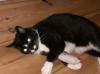 Hübsche liebevoll Hauskatze abzugeben