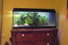 Komplettes 160 l Aquarium,  FP 150 Euro