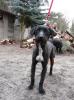 Schnauzermix Rüde DRINGEND!!!