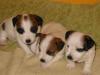 niedliche Jack Russell Welpen