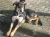Retten Sie GAIA Beauceron / Schäferhündin 1 Jahr