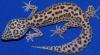 Suche 2 weibliche Leopardengeckos!!!