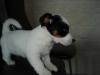 Jack Russel Terrier