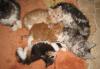 süsse verschmuste Maine Coon Kobolde suchen neues Zuhause