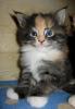 Maine Coon Mädchen