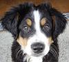 biete HUNDE AUSFÜHREN 