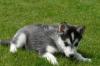 Husky Welpen zu verkaufen,  mit FCI Papieren
