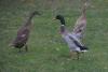 3 junge gesunde indische Laufenten aus Naturbrut (1 Erpel + 2 Enten) zu verkaufe