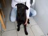 labrador shar-pei mix vp 250 euro