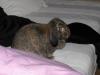 charismatische kastrierte Widderdame sucht neues Zuhause
