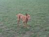 Buddy sucht sportliche Familie