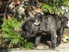 Fleckenschreck Ministreifen Französische Bulldogge
