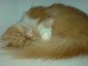 SUCHE Schönen Deckkater