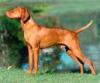  mayar vizsla  jagdhund aus ungarn