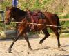 suche Reitbeteiligung