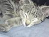 9 Monate alter Braun  schwarz Getigerter Kater sucht  neues Zuhause 