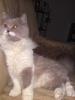 Highlander Katze Buffy sucht neues zu Hause