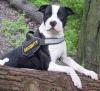 Hundesport-K9 .Online-Shop für Freizeit, - Sport und Diensthunde