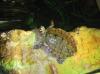 Wasserschildkröte Mississippi Höckerschildkröte