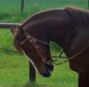 suche zuverlassige rb