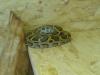 Dunkler Tigerpython baby /  Bock NZ 02/ 2009