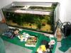  	 540l Aquarium wegen Auflösung 150x60x60,  CO2,  Lieferung möglich Komplett