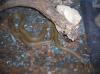Lamprophis fuliginosus (afrikanische Hausschlange)