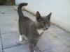 suche kater zum decken