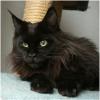 schwarzer Maine Coon Kater aus privater Hobbyzucht