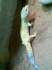 1, 0 Leopardgecko 2 Jahre (hypo)