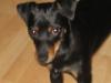 suche parrtnerin für meinen hund