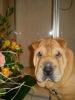 Bella,  Shar-Pei Hündin