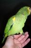 Suche Blaustirnamazone 0/ 1