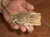 Bartagame Pogona Vitticeps Weibchen