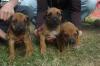 Rhodesian Ridgeback Welpen ab 01.05.2009 abzugeben