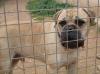 Flugpaten für Bullmastiff gesucht Mallorca-Zürich/ Stuttgart/ München und Umgebung