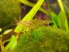 Biete 2 Macrobrachium Tausch auch möglich 