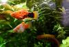 Platys,  eigene Zucht,  Versand