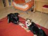 Bordercollie /  Hovawart Mixwelpen abzugeben