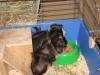 2 Meerschweinchen- 1 Peruaner, 1 Rosetten