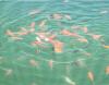 Verkaufe Goldfische
