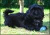 Lackschwarzer Shih Tzu Welpe Fin Fin (VDH/ FCI)