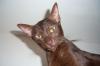 Wir erwarten Kitten  * Siam /  Okh *