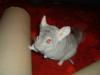 2 knuffige Chinchillas/  2 Käfige mit kompletter Innenausstattung