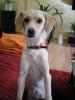 lisa sucht dringend ein neues zuhause!!!