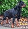 Rottweilerwelpen von der Havelhexe
