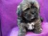 Lhasa -Apso Welpen VDH/ KTR Papiere (Minibobtail) suchen 