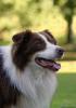 AUSTRALIAN SHEPHERD DECKRÜDE red-tri w/ c